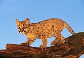 COU 02 RK0058 01
Full Body Shot Of Cougar Cub Walking On Tree Branch Blue Sky