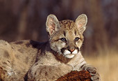 COU 02 RK0080 02
Close-Up Of Cougar Cub Laying On Log