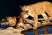 COU 02 RK0165 01
Cougar and Cubs By Water