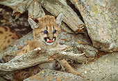 COU 02 TK0002 01
Cougar Kitten Exploring By Logs And Rocks