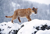 COU 02 TK0003 01
Cougar Kitten Walking On Snowy Rocks