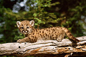 COU 02 TL0002 01
Cougar Cub Laying On Log With Evergreen Tree Background