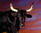 COW 01 RK0004 20
Head Shot Of Black Steer With Ring In Nose Sunset Background