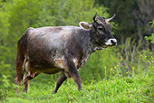 COW 02 KH0023 01
Tyrol Grey Cow Walking In Pasture