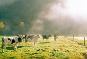 COW 02 LS0011 01
Herd Of Holstein Cows Standing In Pasture Under Dark Clouds