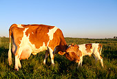 COW 02 LS0012 01
Guernsey Cow And Calf Nuzzling In Pasture Blue Sky