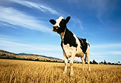 COW 02 RK0037 06
Wide Angle Shot Of Black And White Cow Standing On Dry Grass Blue Sky