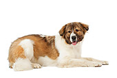 DOG 01 JE0045 01
Caucasian Shepherd Dog Laying On White Seamless