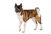 DOG 01 JE0046 01
American Akita Standing On White Seamless
