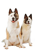 DOG 01 JE0047 01
American Akitas Sitting On White Seamless