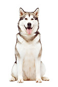 DOG 01 JE0048 01
Alaskan Malamute Sitting On White Seamless