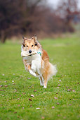 DOG 01 PE0012 01
Rough Collie Retrieving Foodbag On Grass Field