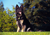 DOG 01 RK0025 05
German Shepherd Sitting On Grass By Trees Blue Sky