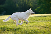DOG 01 KH0008 01
White Swiss Shepherd Running In Field
