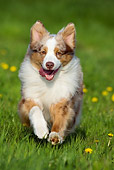 DOG 01 KH0028 01
Australian Shepherd Running In Field Head On