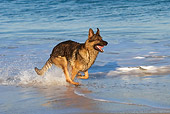 DOG 01 KH0067 01
German Shepherd Running In Surf At Beach