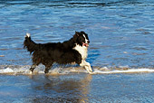 DOG 01 KH0070 01
Border Collie Running In Surf On Beach