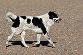 DOG 01 KH0093 01
Mongolian Shepherd Dog Running On Dirt