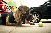 DOG 01 MQ0015 01
Humorous Bullmastiff Wearing Vest Laying On Driveway By Tennis Ball