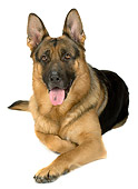 DOG 01 MR0007 01
Head On View Of German Shepherd Laying On White Seamless