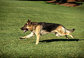 DOG 01 RK0020 02
German Shepherd Running On Grass