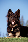 DOG 01 RK0024 04
German Shepherd On Grass Blue Sky