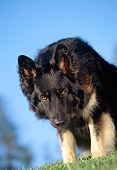 DOG 01 RK0024 11
German Shepherd On Grass Blue Sky