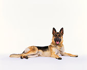 DOG 01 RK0032 07
German Shepherd Laying Down On White Seamless Studio