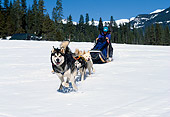 DOG 01 RK0151 17
Siberian Racing Huskies Running In Snow Pulling Sled With Man Mountains And Trees Background Blue Sky