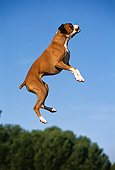 DOG 01 RK0219 02
Boxer Jumping In Air At Park Blue Sky
