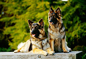 DOG 01 RK0381 06
Two German Shepherds Sitting On Wooden Bench By Trees