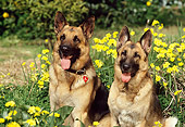 DOG 01 RK0397 05
Two German Shepherds Sitting In Yellow Flower Garden