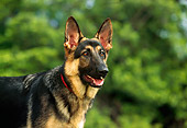 DOG 01 RK0404 02
Shoulder Shot Of German Shepherd Standing By Trees