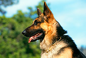 DOG 01 RK0410 01
Profile Head Shot Of German Shepherd Sitting By Trees