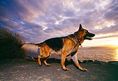 DOG 01 RK0417 01
Wide Angle Profile Shot Of German Shepherd Standing By Water Cloudy Blue Sky At Dusk