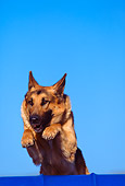 DOG 01 RK0448 01
German Shepherd Jumping