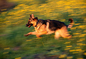 DOG 01 RK0450 01
Blurry Profile Shot Of German Shepherd Running Through Yellow Flower Field
