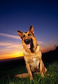 DOG 01 RK0451 03
Wide Angle Of German Shepherd Sitting On Grass Blue And Orange Sky Sunset
