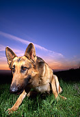 DOG 01 RK0455 01
Wide Angle View Of German Shepherd Laying On Grass At Sunset
