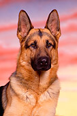 DOG 01 RK0463 03
Head Shot Of German Shepherd Facing Camera Sunset Background