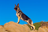 DOG 01 RK0547 02
Profile Shot Of German Shepherd Leaning On Rock
