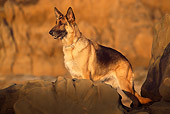 DOG 01 RK0583 06
Profile Shot Of German Shepherd Standing On Rocks At Beach