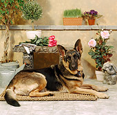 DOG 01 RS0018 02
German Shepherd Laying On Mat By Flowers Bench Wall