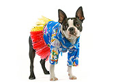 DOG 02 JE0010 01
Boston Terrier Wearing Hawaiian Shirt Standing On White Seamless