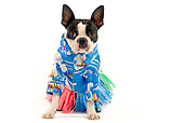 DOG 02 JE0011 01
Boston Terrier Wearing Hawaiian Shirt Sitting On White Seamless