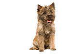 DOG 02 JE0014 01
Cairn Terrier Sitting On White Seamless