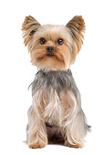 DOG 02 JE0017 01
Yorkshire Terrier Sitting On White Seamless