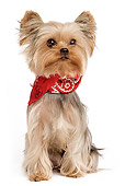 DOG 02 JE0018 01
Yorkshire Terrier Sitting On White Seamless Wearing Red Bandana
