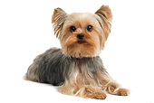 DOG 02 JE0019 01
Yorkshire Terrier Laying On White Seamless