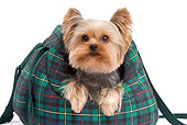 DOG 02 JE0020 01
Yorkshire Terrier Peeking Out Of Plaid Bag On White Seamless